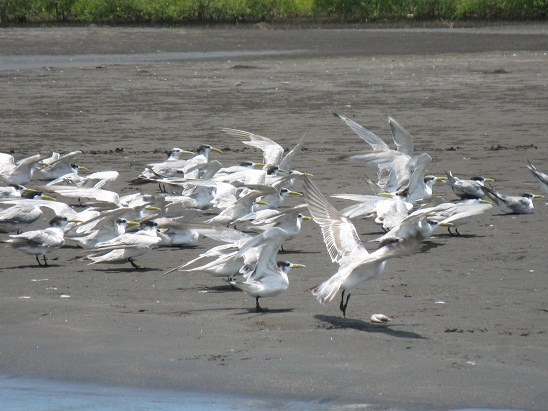 cungur beach